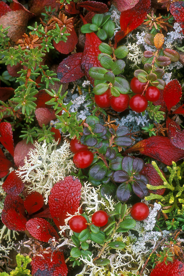 Alaskan Berries in Autumn Photograph by Arterra Picture Library