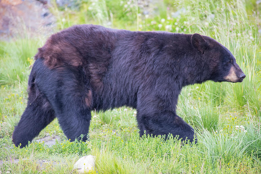 Alaskan Black Bear Photograph by Tyler Olson