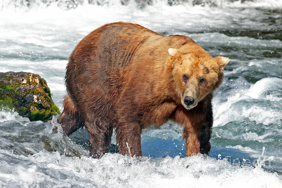 Alaskan Brown Bear Boar Photograph by Bill Singleton