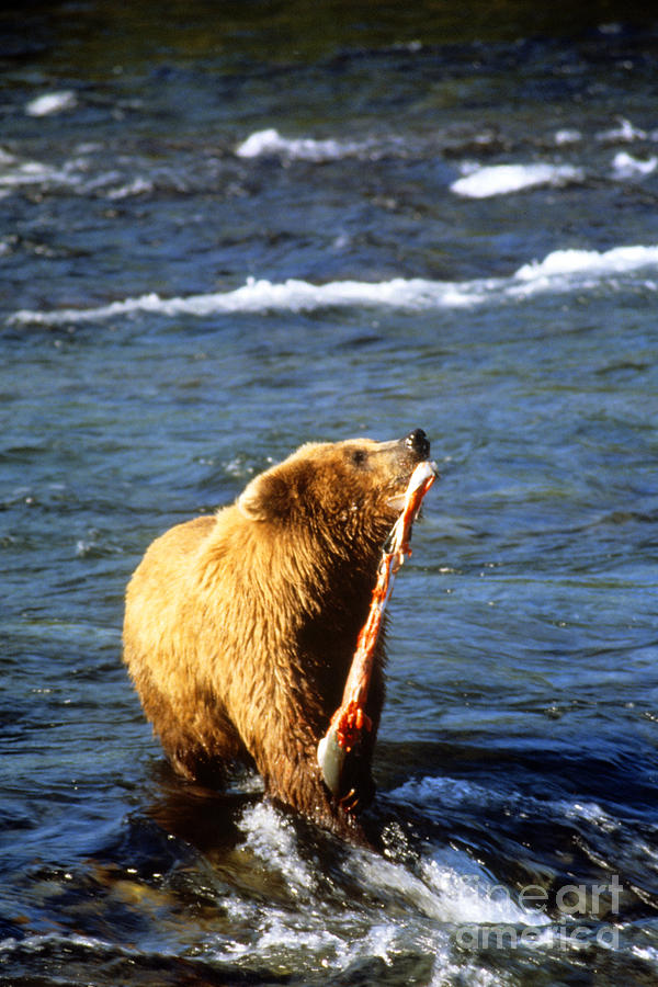 Alaskan Brown Bear Catching Salmon Photograph by Bill Bachmann