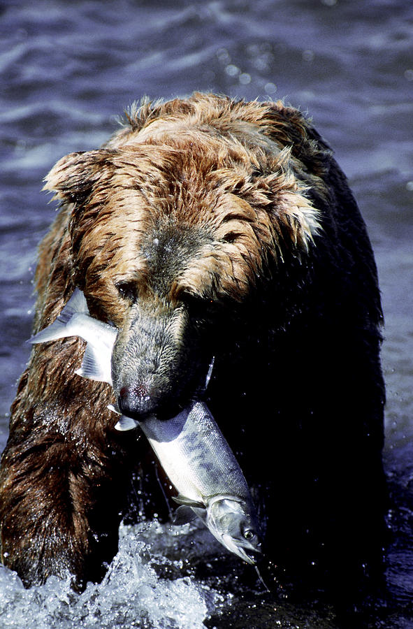 Alaskan Brown Bear Eating Fish Photograph by Phil A. Dotson