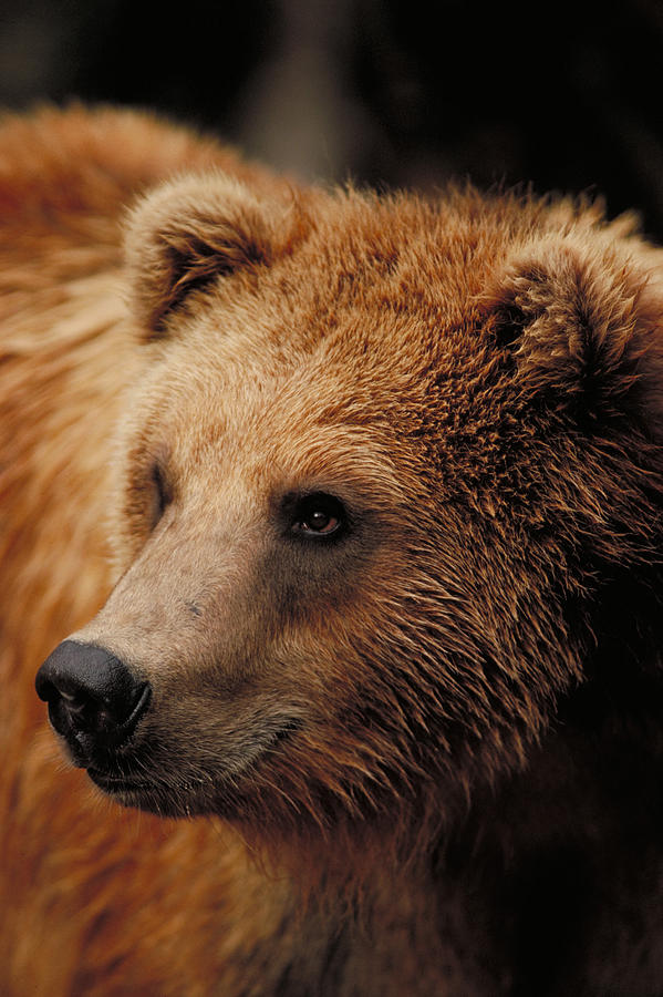 Alaskan Brown Bear Photograph by Gerald C. Kelley