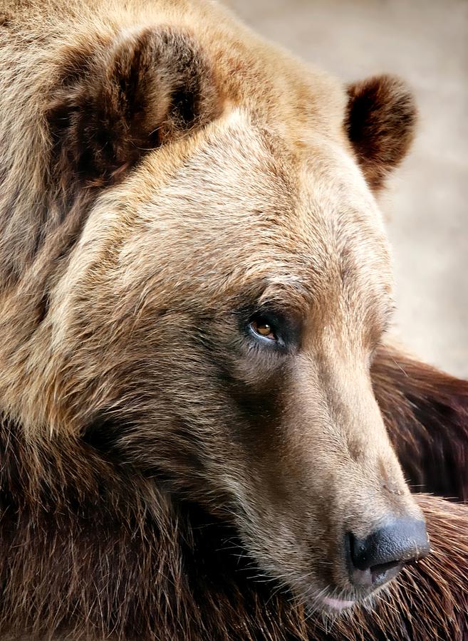 Alaskan Brown Bear Photograph by Jim Hughes