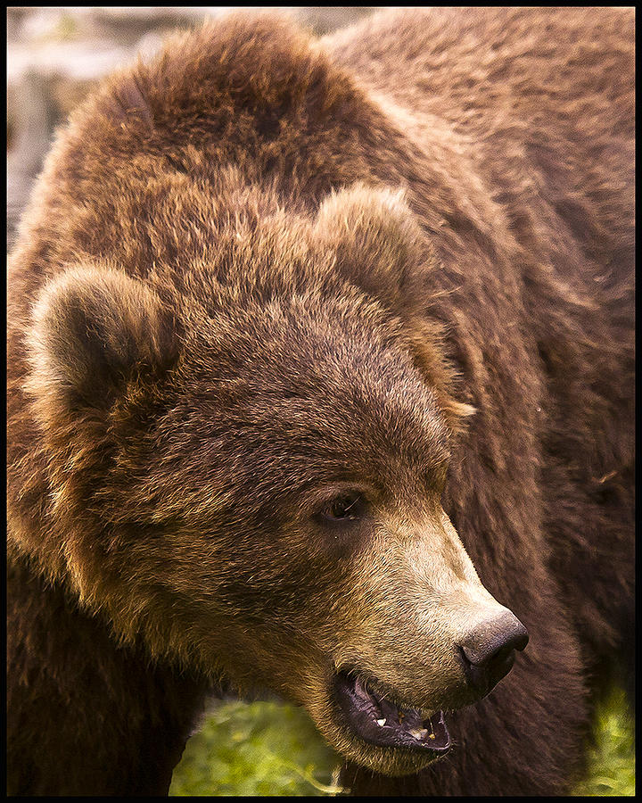 Alaskan Brown Bear Photograph by Rick Barletta | Fine Art America