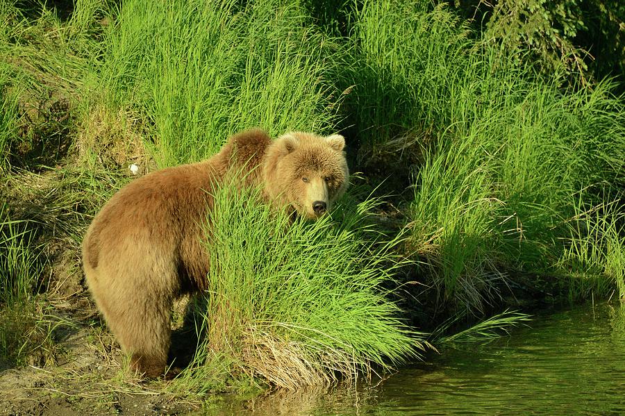 Alaskan Brown Bear Photograph by Sandy L. Kirkner