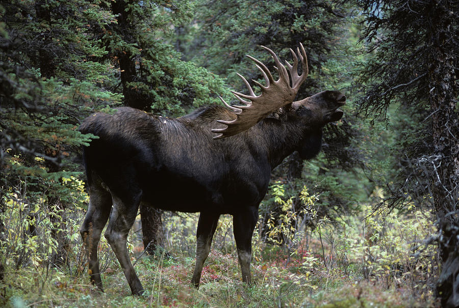 Alaskan Bull Moose Alces Alces Gigas Photograph by Animal Images | Fine ...