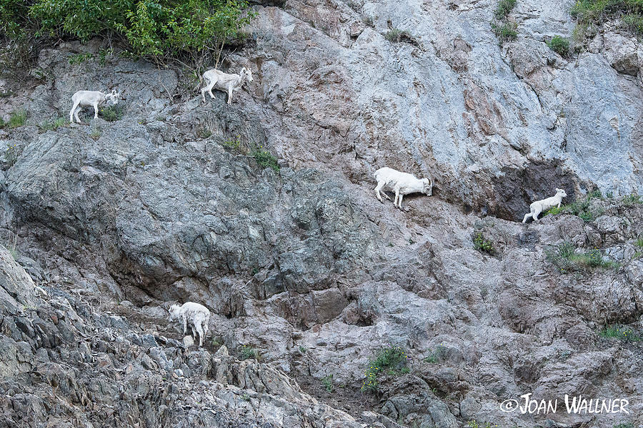 Alaskan Dahl Sheep Photograph by Joan Wallner