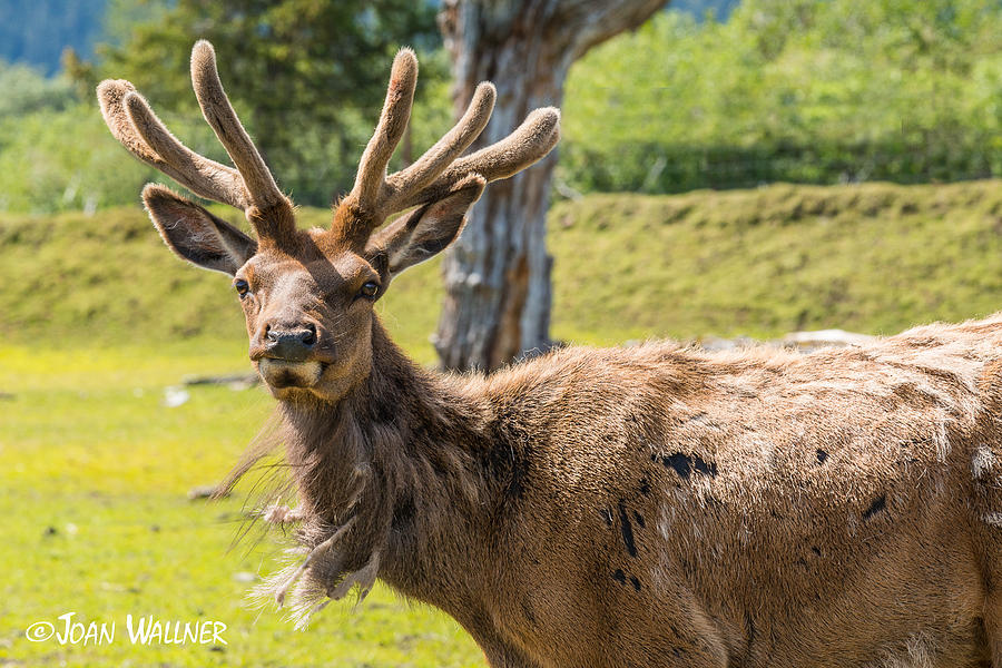 Alaskan elk Photograph by Joan Wallner