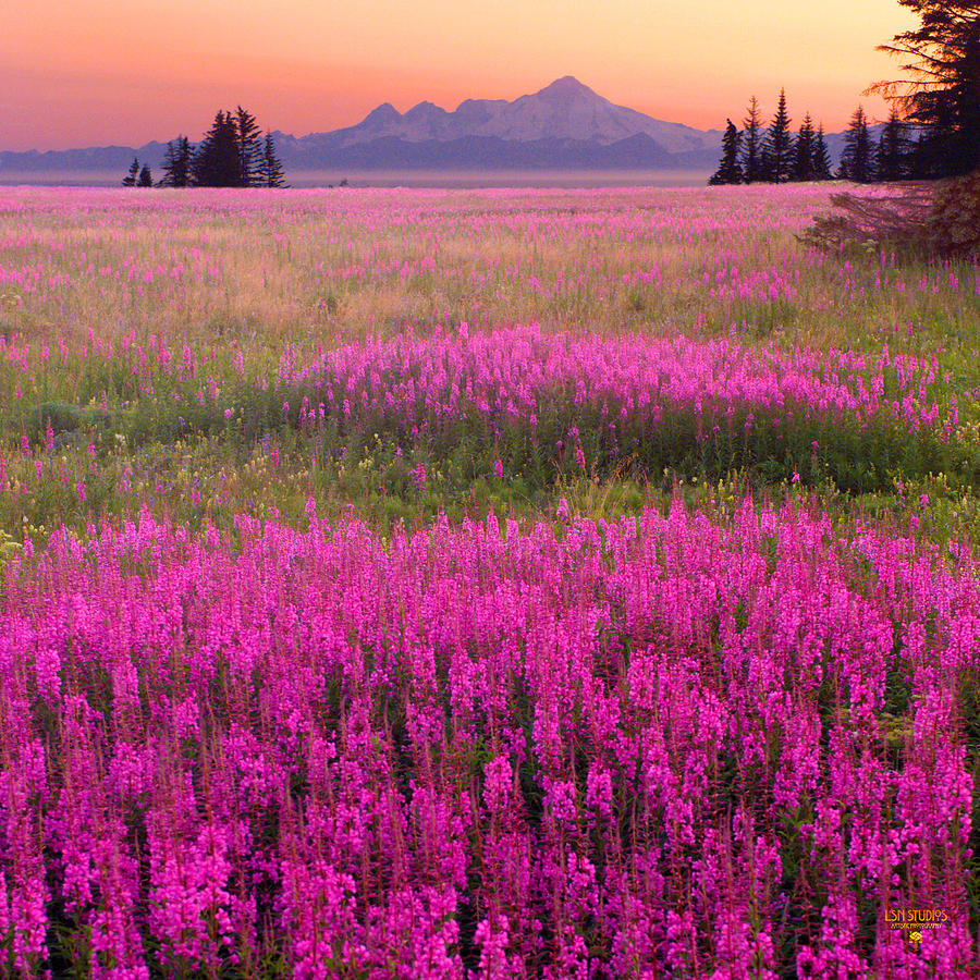 Fireweed - scenic landscape - Alaska Photograph by Steve Ellison