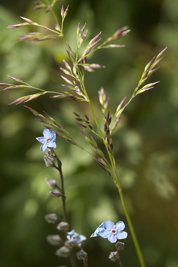 Alaskan Forget-Me-Nots Photograph by Richard Smith