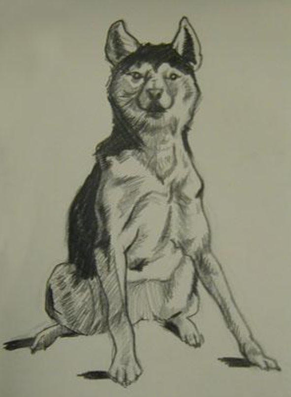 Study of Alaskan Husky Drawing by Kerrie B Wrye