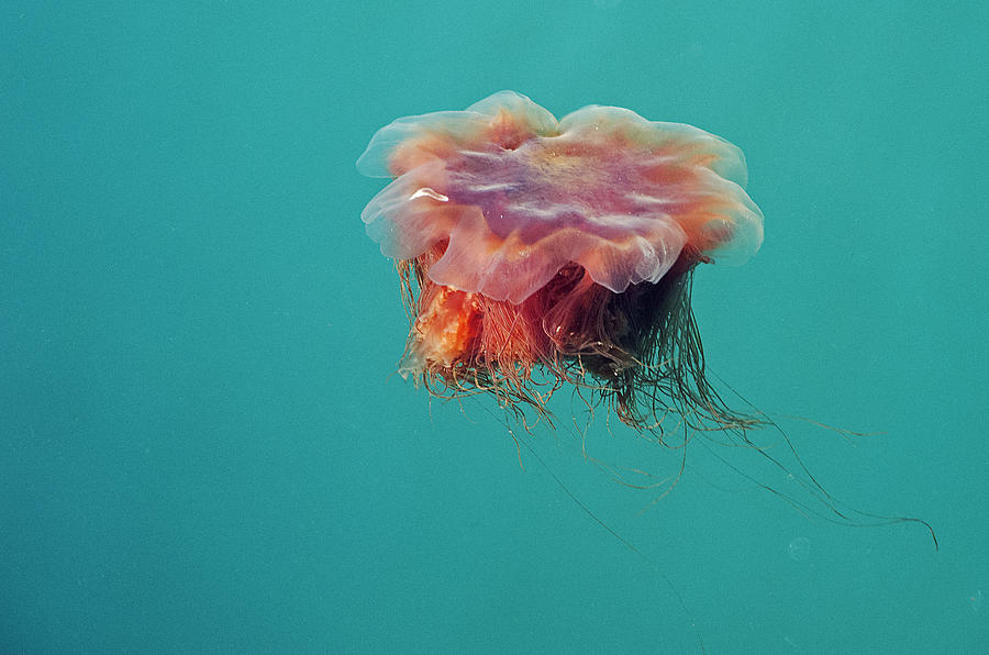 Alaskan Jellyfish Photograph by Doug Davidson