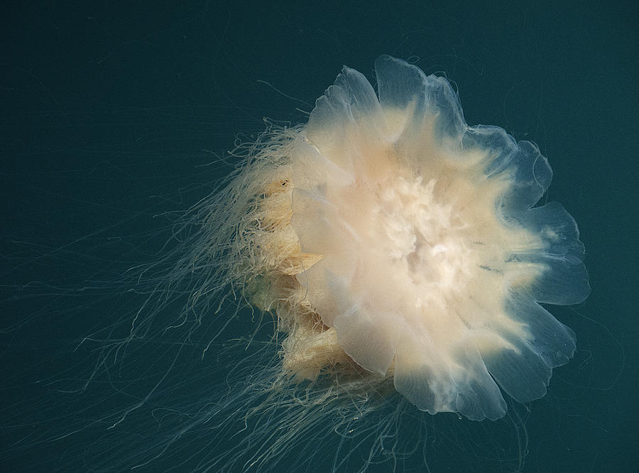Alaskan Jellyfish II Photograph by Doug Davidson