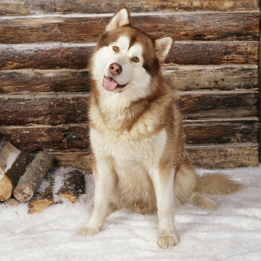 Alaskan Malamute Dog Photograph by John Daniels