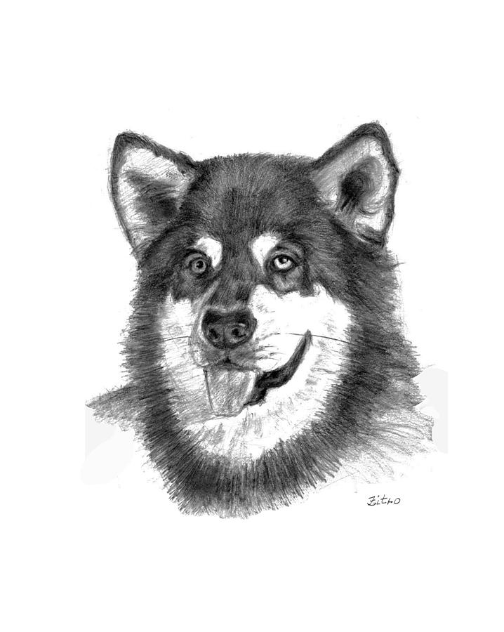 Alaskan Malamute Drawing by Lou Ortiz