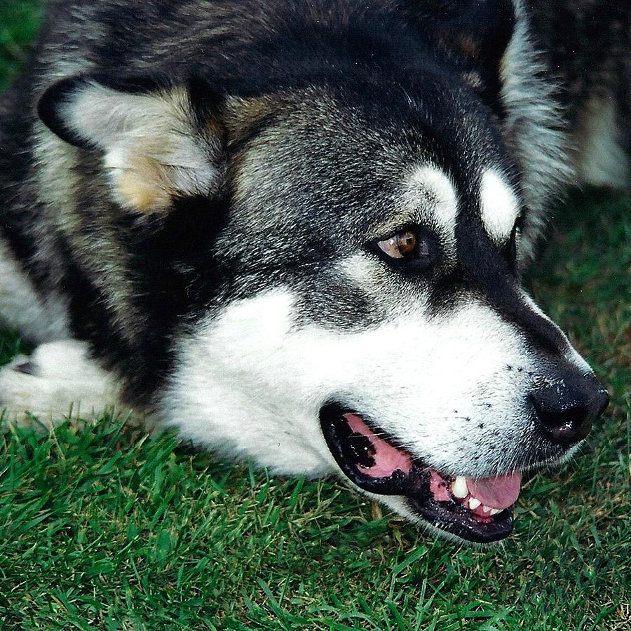 Dog Photograph - Alaskan Malamute by Shirley Sirois