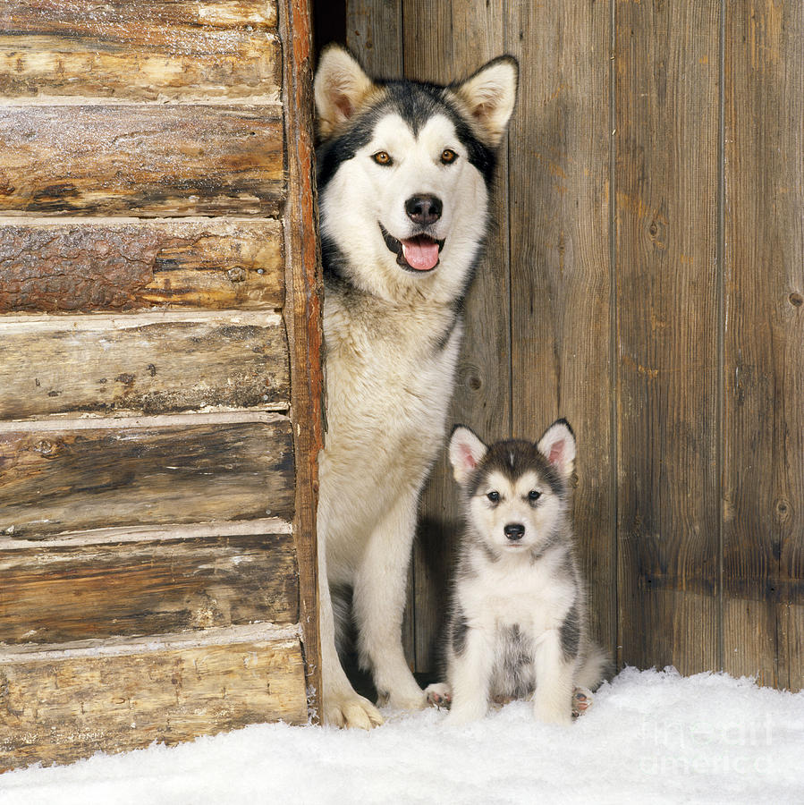 Dog Photograph - Alaskan Malamute With Puppy by John Daniels