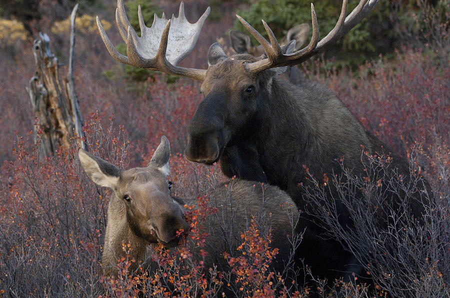 Alaskan Moose And Calf Feeding Photograph by Michael Quinton