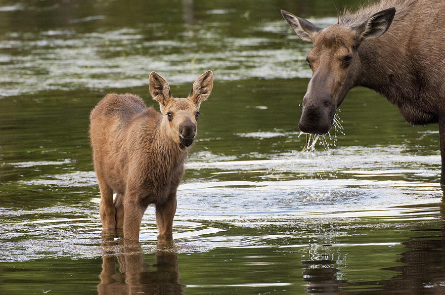 Alaskan Moose And Calf In Water Photograph by Michael Quinton