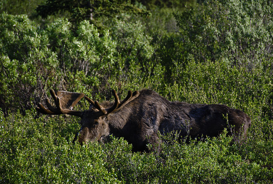 Alaskan Moose II Photograph by Penny Lisowski