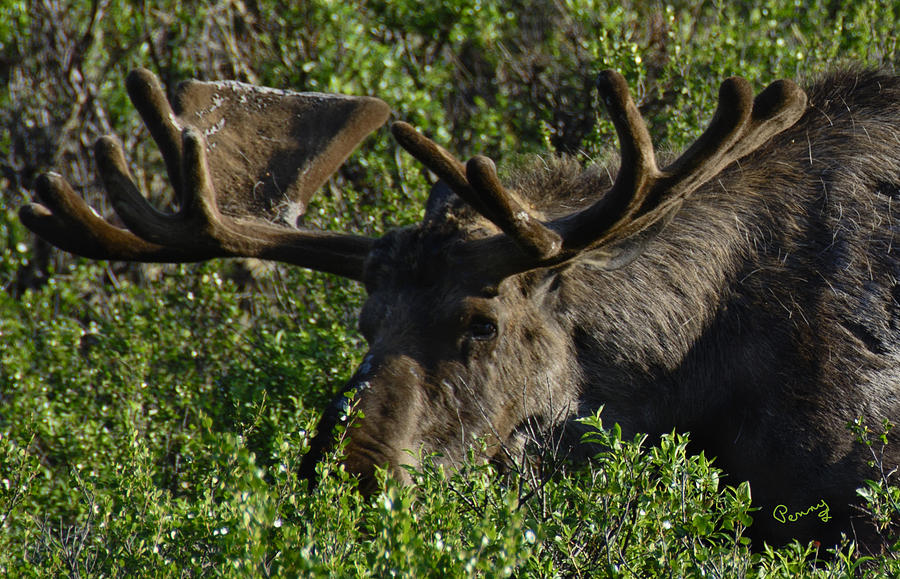 Alaskan Moose Photograph by Penny Lisowski