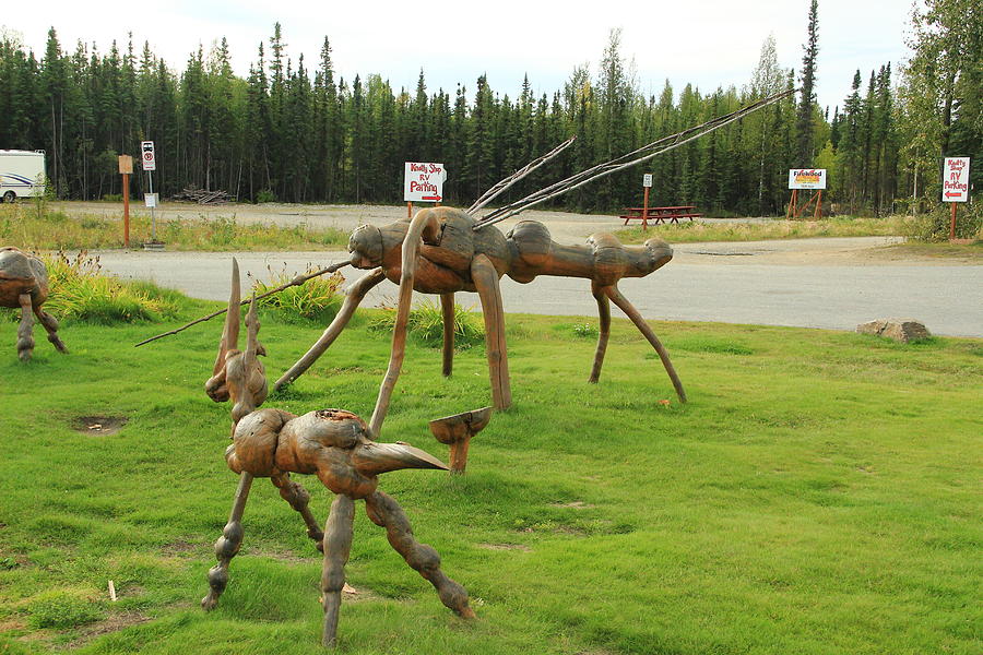 Giant Bugs Photograph - Alaskan Mosquito by Marv Russell