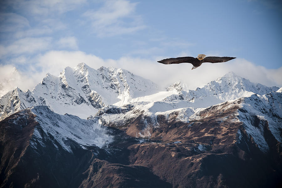 Alaskan mountains with flying eagle. Photograph by Michele Cornelius