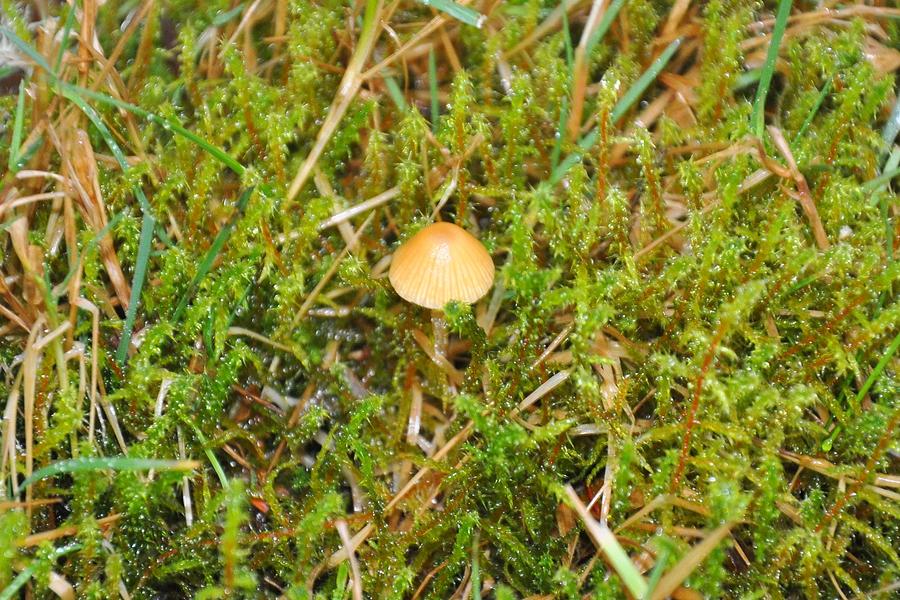 Alaskan Mushroom Photograph by Barbara Stellwagen - Fine Art America