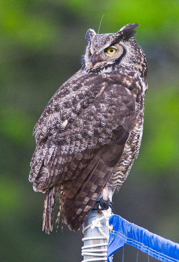 Alaskan Owl Digital Art by National Park Service