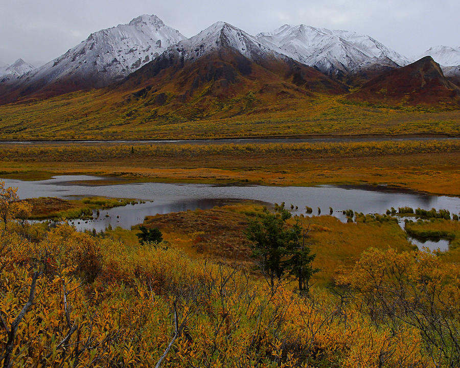 Alaskan Snow Fall Photograph by Kevin Buffington - Fine Art America