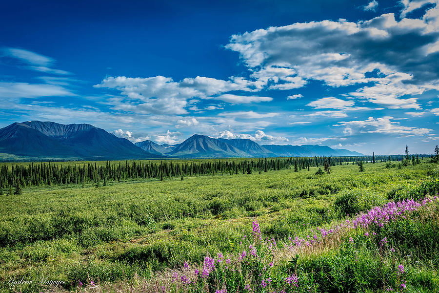 Alaskan Summer Landscape Photograph by Andrew Matwijec