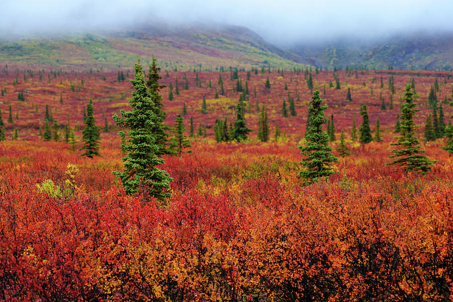 Alaskan Tundra In Fall Photograph by Piriya Photography