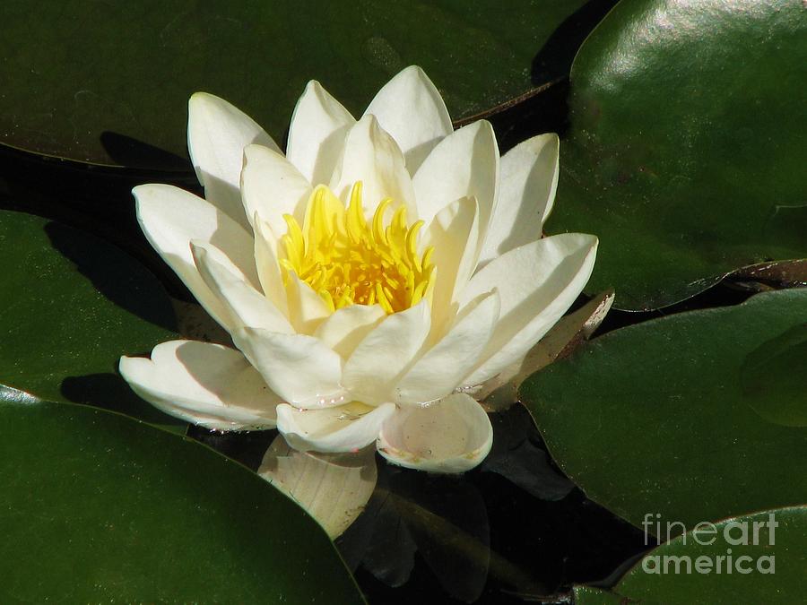 Alba Water Lily Photograph by Michele Penner