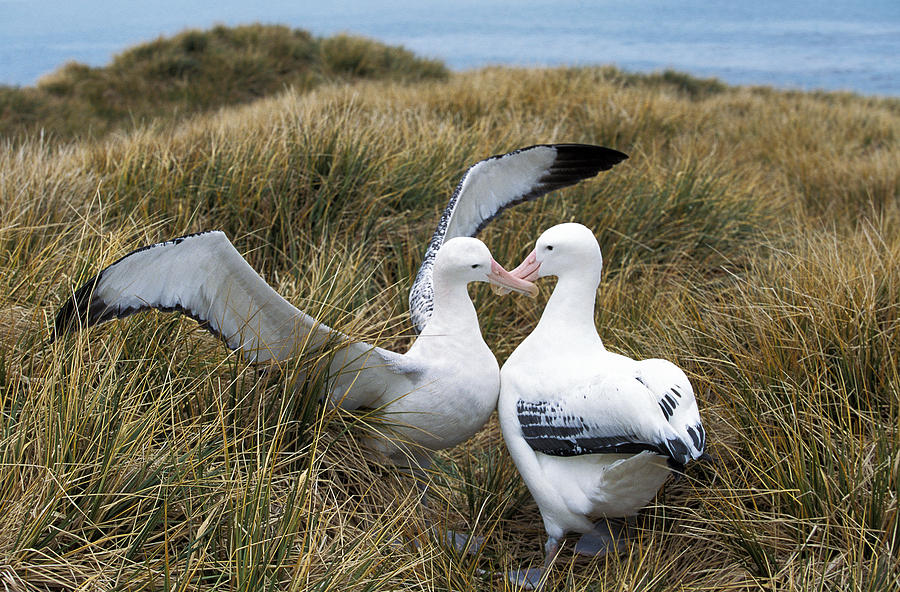 Albatros Royal Diomedea Epomophora Photograph by Gerard Lacz - Pixels