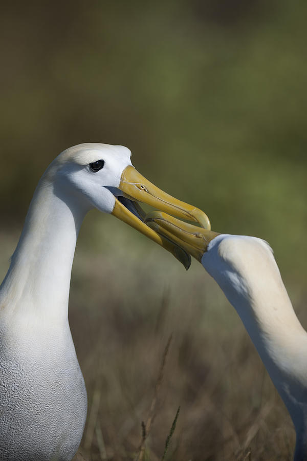 Waved Albatross Photograph - Albatross courtship by Richard Berry Waved Albatross Photograph - Albatross courtship by Richard Berry
