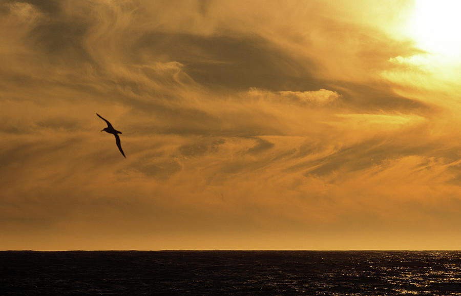 Albatross Flying At Sunset Photograph by Flip De Nooyer