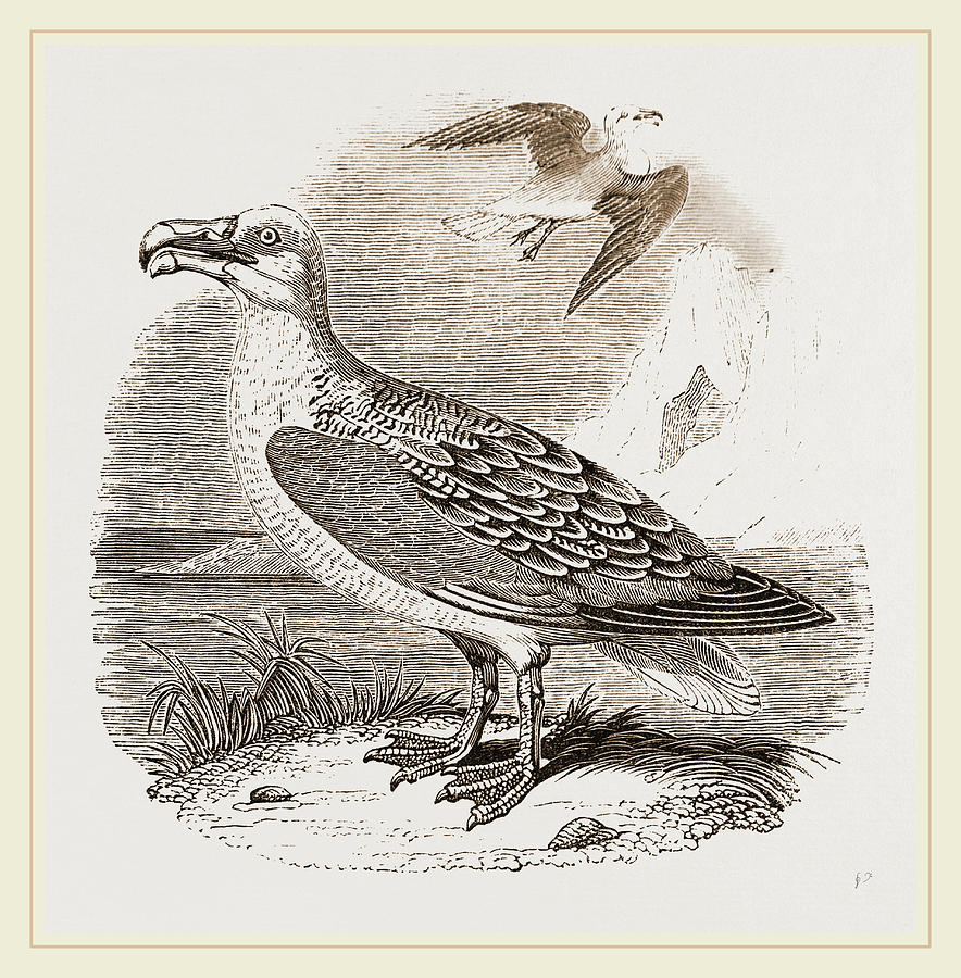 Albatross Drawing - Albatross by Litz Collection