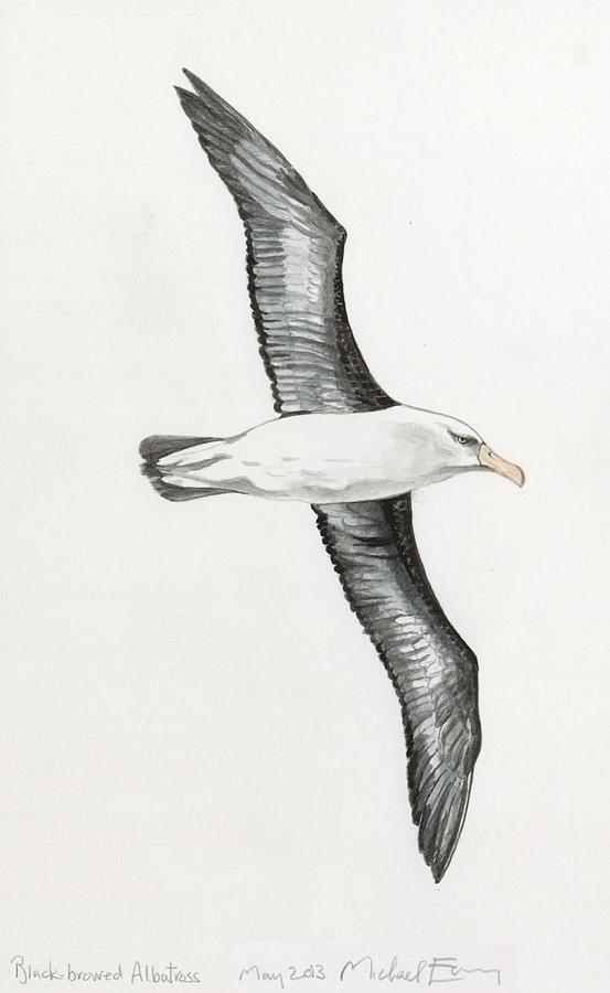 Albatross Painting - Albatross by Michael Earney