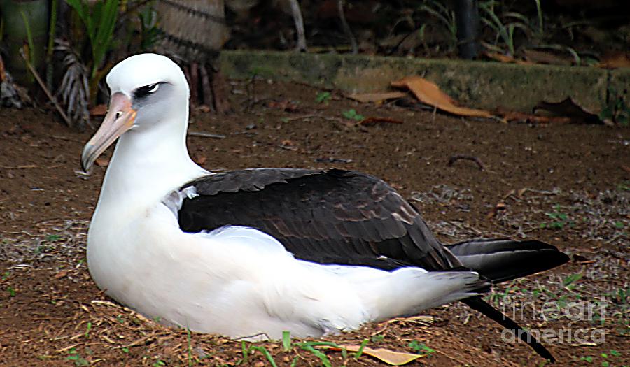 Albatross Nesting Photograph by Elizabeth Winter