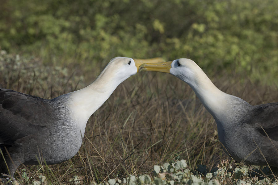 Waved Albatross Photograph - Albatross perform courtship ritual by Richard Berry Waved Albatross Photograph - Albatross perform courtship ritual by Richard Berry