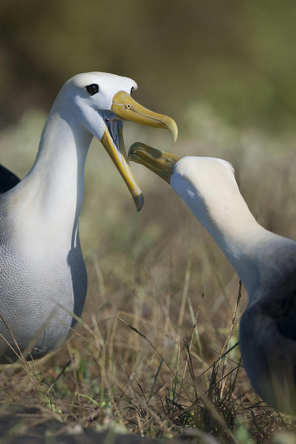 Waved Albatross Photograph - Albatross perform mating ritual by Richard Berry Waved Albatross Photograph - Albatross perform mating ritual by Richard Berry