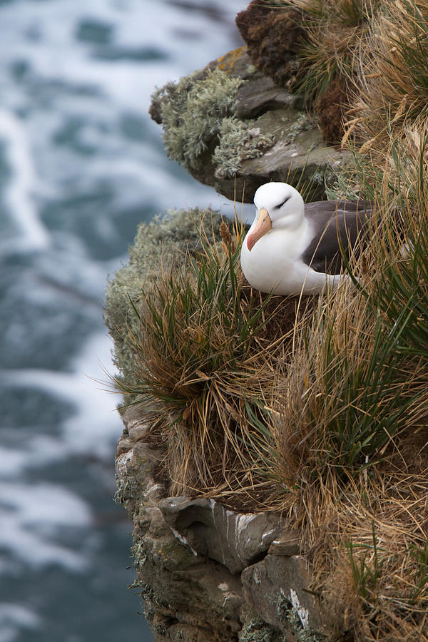 Albatross Rookery Photograph by David Beebe