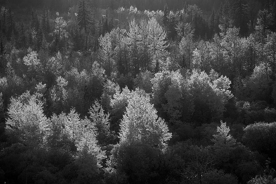 Tree Photograph - Alberta Autumn by Inge Riis McDonald