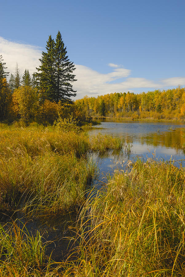 Alberta Beaver Pond Photograph by David Drew
