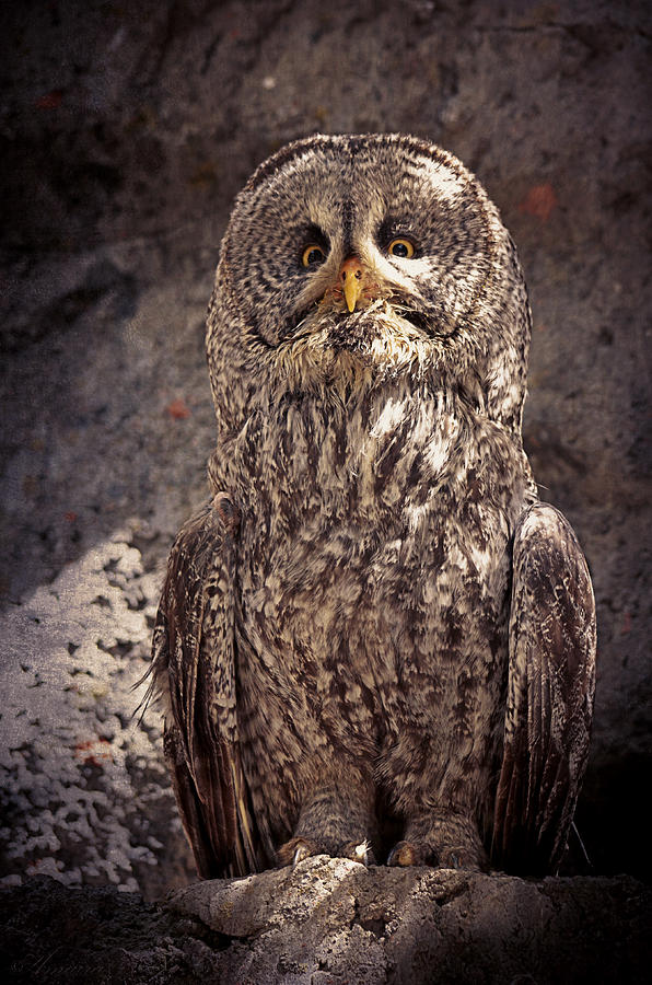 Alberta Great Gray Owl  Photograph by Maria Angelica Maira