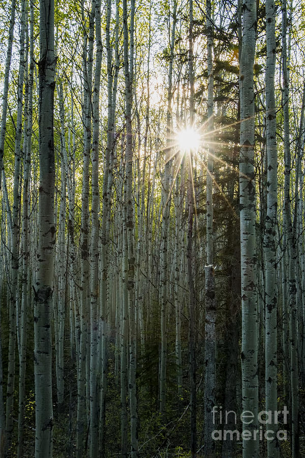 Alberta Poplar Forest Photograph by Cooper Ross