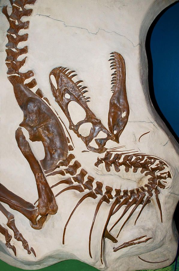 Albertosaurus Fossil Replica Photograph by Millard H. Sharp