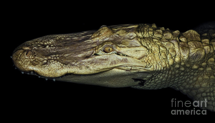 Albino Alligator Photograph by Phil Cardamone