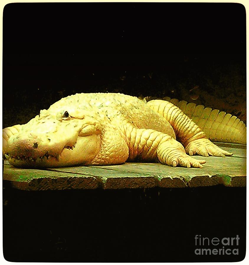 Albino alligator  Photograph by Saundra Myles