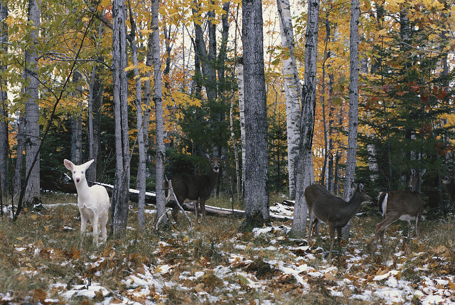 Albino And Normal White-tailed Deer Photograph by Thomas & Pat Leeson